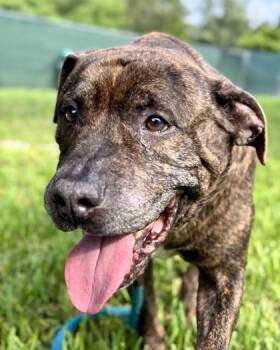Barrel -  Mixed Breed Dog for Adoption in Vero Beach, Florida - Barrel | PetCurious