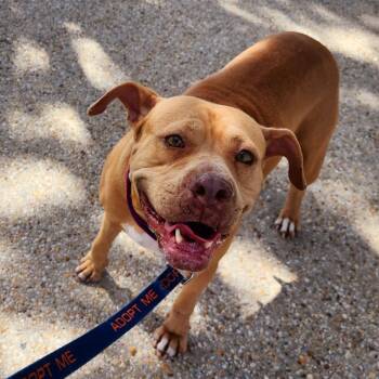 American Staffordshire Terrier Dogs Available for Adoption - Lil Girl | PetCurious