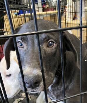 Stark -  Mixed Breed Dog for Adoption in Parma, Ohio - Stark | PetCurious