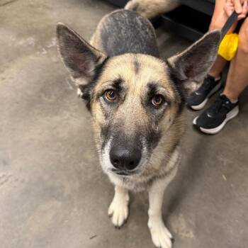 Zara -  German Shepherd Dog Dog for Adoption in Tampa, Florida - Zara | PetCurious
