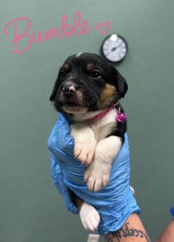 Bumble-Coonhound Puppy -  Coonhound Dog for Adoption in Conway, South Carolina - Bumble-Coonhound Puppy | PetCurious