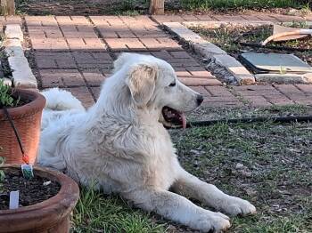 Great Pyrenees Dogs Available for Adoption - Huck SAT | PetCurious