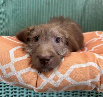 Honeysuckle -  Chocolate Labrador Retriever and Labradoodle Dog for Adoption in Lawrenceville, Georgia - Honeysuckle | PetCurious