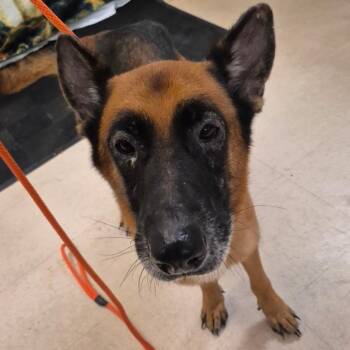 SCFL-Stray-67085 -  Mixed Breed Dog for Adoption in Lake Panasoffkee, Florida - SCFL-Stray-67085 | PetCurious