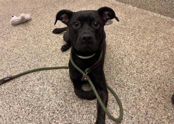Boxer and Mixed Breed Dogs Available for Adoption in Colorado Springs, Colorado - LILAH | PetCurious
