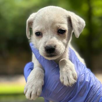 American Bulldog and Mixed Breed Dogs Available for Adoption in Lucedale, Mississippi - Misty | PetCurious