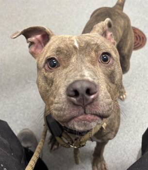 VANILLA -  Pit Bull Terrier Dog for Adoption in Indianapolis, Indiana - VANILLA | PetCurious