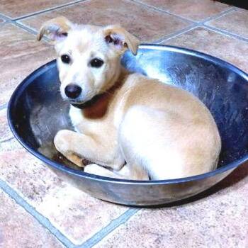 Chihuahua and Pekingese Dogs Available for Adoption - Zeppelin | PetCurious