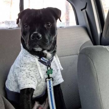 American Staffordshire Terrier Dogs Available for Adoption in Ferndale, Michigan - Stewie | PetCurious