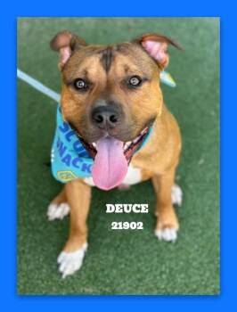 DEUCE -  Pit Bull Terrier and Mixed Breed Dog for Adoption in Marietta, Georgia - DEUCE | PetCurious