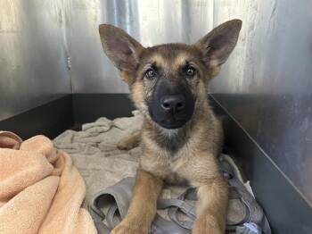HEARTBREAKER -  German Shepherd Dog Dog for Adoption in Martinez, California - HEARTBREAKER | PetCurious