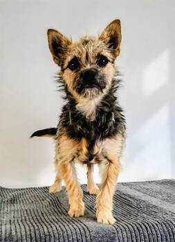 Terrier Dogs Available for Adoption in Thousand Palms, California - BRIOCHE | PetCurious