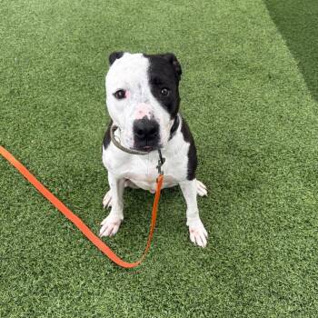Baldr -  Mixed Breed Dog for Adoption in Batavia, Ohio - Baldr | PetCurious