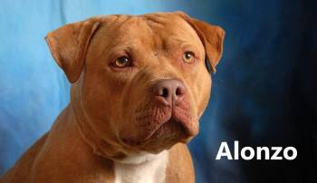 Alonzo -  Pit Bull Terrier Dog for Adoption in Mount Vernon, Ohio - Alonzo | PetCurious
