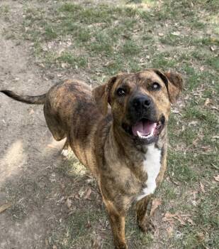 Brownie -  Shepherd Dog for Adoption in Little Rock, Arkansas - Brownie | PetCurious