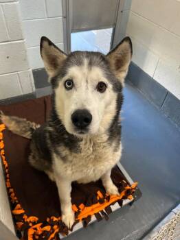 Wolfie -  Husky Dog for Adoption in Johnson City, Tennessee - Wolfie | PetCurious