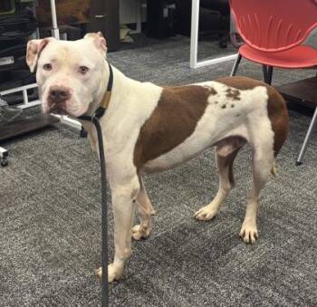Mixed Breed Dogs Available for Adoption in West Chester, Pennsylvania - Livingston | PetCurious