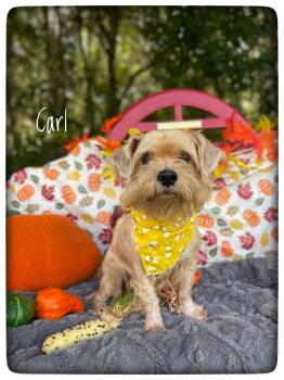 Carl -  Norfolk Terrier and Yorkshire Terrier Dog for Adoption in Sebring, Florida - Carl | PetCurious