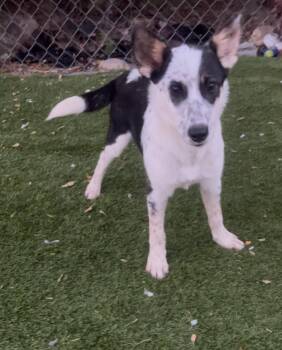 Scrabble -  Border Collie and Australian Shepherd Dog for Adoption in Longmont, Colorado - Scrabble | PetCurious