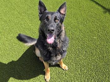 Rescue German Shepherd Dog Dogs for Adoption in Auburn, California - HARKONNEN | PetCurious