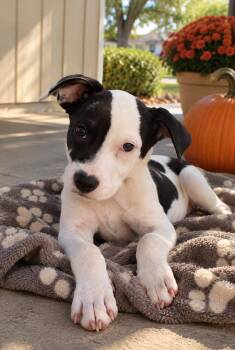 Brana -  Terrier and Australian Cattle Dog Blue Heeler Dog for Adoption in Skyline, Minnesota - Brana | PetCurious