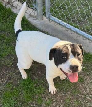 Bulldog Dogs Available for Adoption - Jill | PetCurious