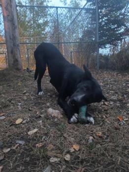 Rescue German Shorthaired Pointer and Husky Dogs for Adoption in Fort Smith, Northwest Territories - Sadie | PetCurious