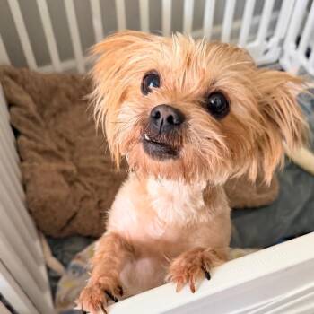 Florie -  Yorkshire Terrier Dog Available for Adoption - Florie | PetCurious