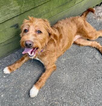 Jody -  Poodle Dog for Adoption in Cranford, New Jersey - Jody | PetCurious
