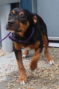 Snoop -  Pit Bull Terrier and Mixed Breed Dog for Adoption in New Orleans, Louisiana - Snoop | PetCurious