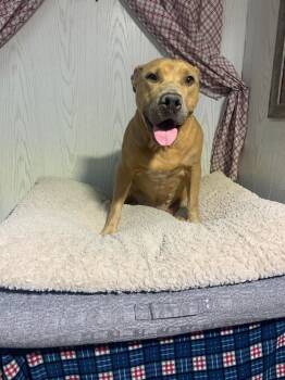 Rescue American Bully and Staffordshire Bull Terrier Dogs for Adoption in Opelousas, Louisiana - Peanut Butter | PetCurious