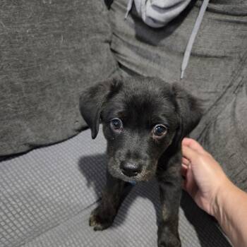 Lucille -  Labrador Retriever Dog for Adoption in Plainfield, Illinois - Lucille | PetCurious
