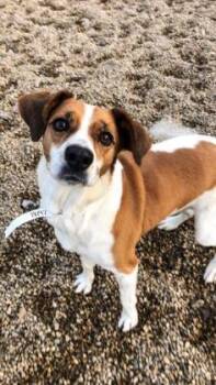 Miley -  Mixed Breed Dog for Adoption in Munster, Indiana - Miley | PetCurious