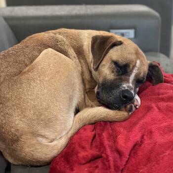 Brownie -  Boxer and Mixed Breed Dog for Adoption in Pittsburg, Kansas - Brownie | PetCurious