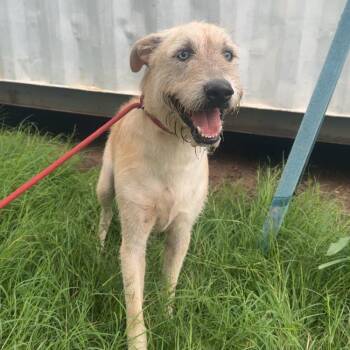 Blue -  Terrier Dog for Adoption - Blue | PetCurious