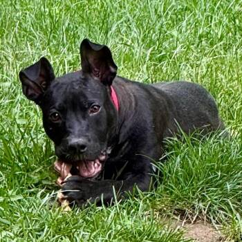 Mixed Breed Dogs Available for Adoption in Cincinnati, Ohio - Matilda Woodworm | PetCurious