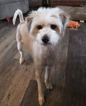 Terrier and Miniature Poodle Dogs Available for Adoption - Daisy | PetCurious
