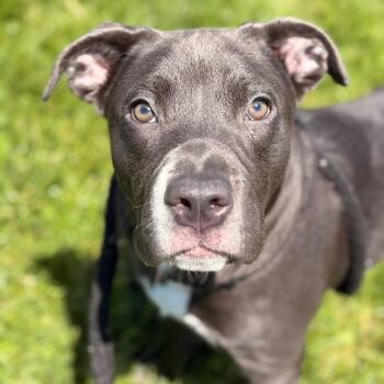 Trixie -  Terrier Dog for Adoption in North Syracuse, New York - Trixie | PetCurious