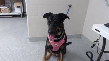 Rescue Doberman Pinscher and Mixed Breed Dogs for Adoption in Pasadena, Texas - DIXIE | PetCurious