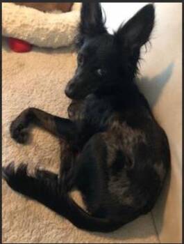 Marcus Aurelius -  Chihuahua and Chinese Crested Dog Dog for Adoption in Indianapolis, Indiana - Marcus Aurelius | PetCurious