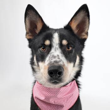 Australian Cattle Dog Blue Heeler and Border Collie Dogs Available for Adoption - Roper | PetCurious