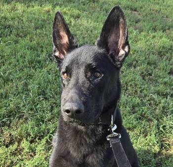 ARCHIE -  German Shepherd Dog and Belgian Shepherd Malinois Dog for Adoption in Omaha, Nebraska - ARCHIE | PetCurious