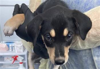 SEQUOYA -  Mixed Breed Dog for Adoption in Dallas, Texas - SEQUOYA | PetCurious