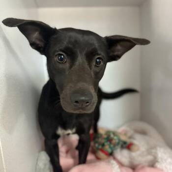 Mixed Breed Dogs Available for Adoption in Columbia, South Carolina - Shadow | PetCurious