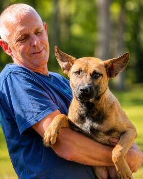 Alyson Alabama -  Belgian Shepherd Malinois Dog for Adoption in Nashville, Tennessee - Alyson Alabama | PetCurious