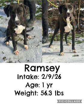 Black Labrador Retriever Dogs Available for Adoption - Ramsey | PetCurious