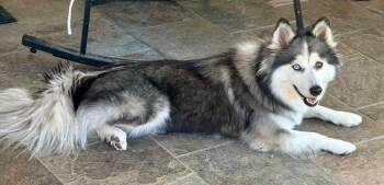Pixie -  Pomeranian and Husky Dog for Adoption in Pleasant Hill, California - Pixie | PetCurious