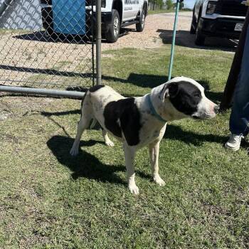 Mixed Breed Dogs Available for Adoption in Austin, Texas - Lloyd | PetCurious
