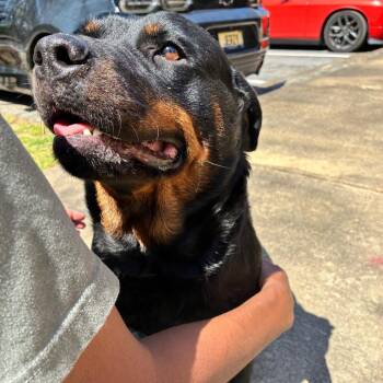 06/15/2026-Stray-2ndAvenue-"Emma" -  Rottweiler Dog for Adoption in Columbus, Georgia - 06/15/2026-Stray-2ndAvenue-"Emma" | PetCurious