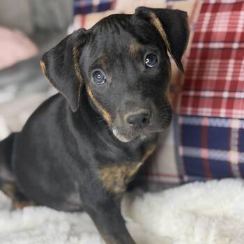 Rhodesian Ridgeback and Labrador Retriever Dogs Available for Adoption in Atlanta, Texas - Braxton | PetCurious